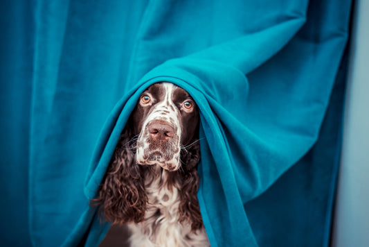 Our Top Tips For Keeping Your Canine Calm & Secure During Fireworks