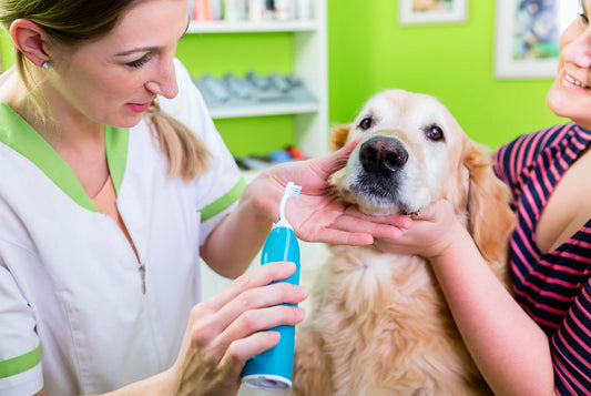 Canine Oral Care