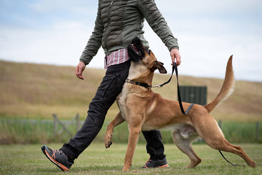 K9-INDIGO® Protection Dogs