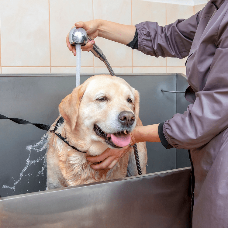 Dog Grooming