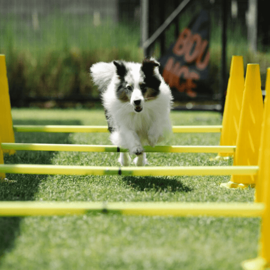 Dog Agility Training - Exclusive Package