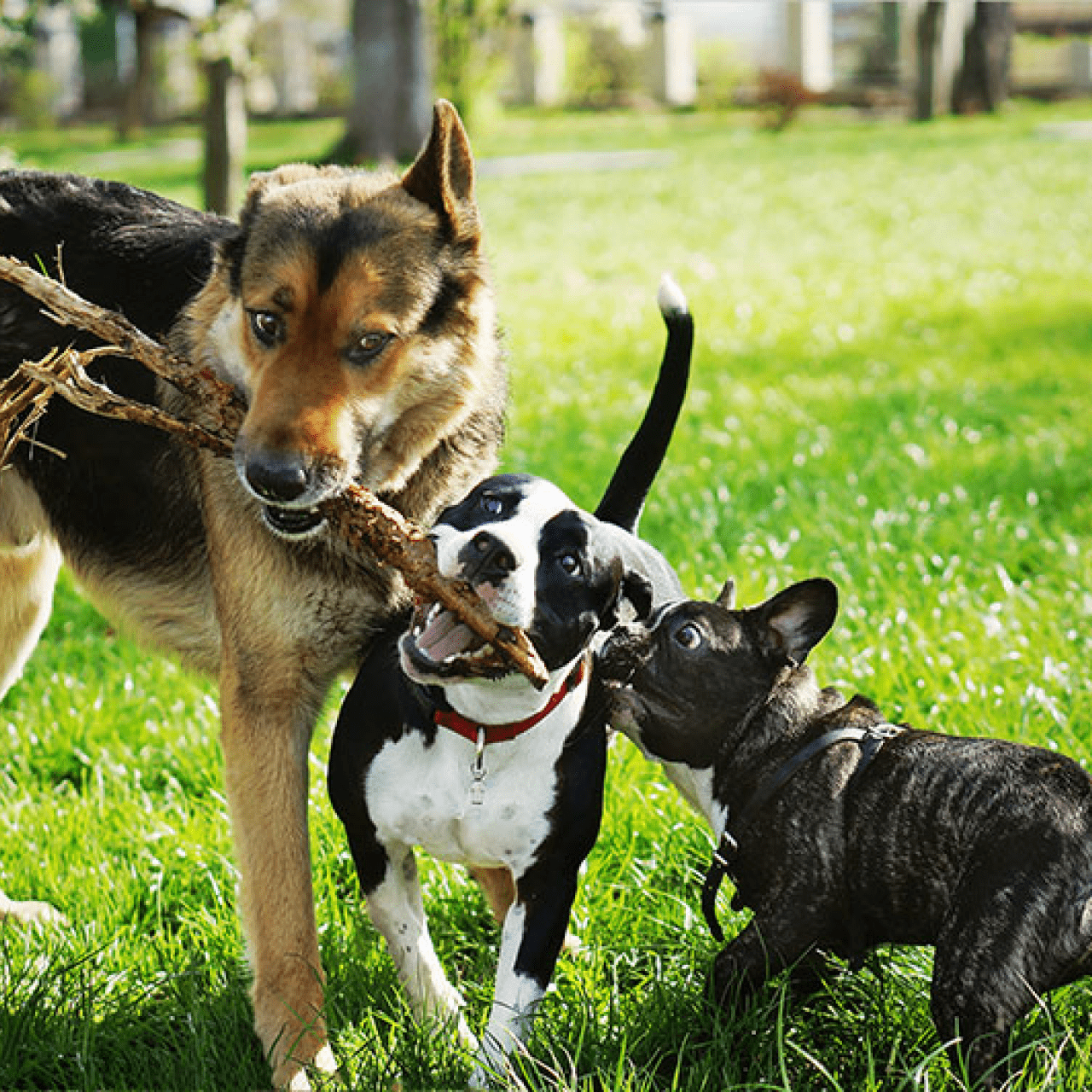 Dog Socializing - Exclusive Package