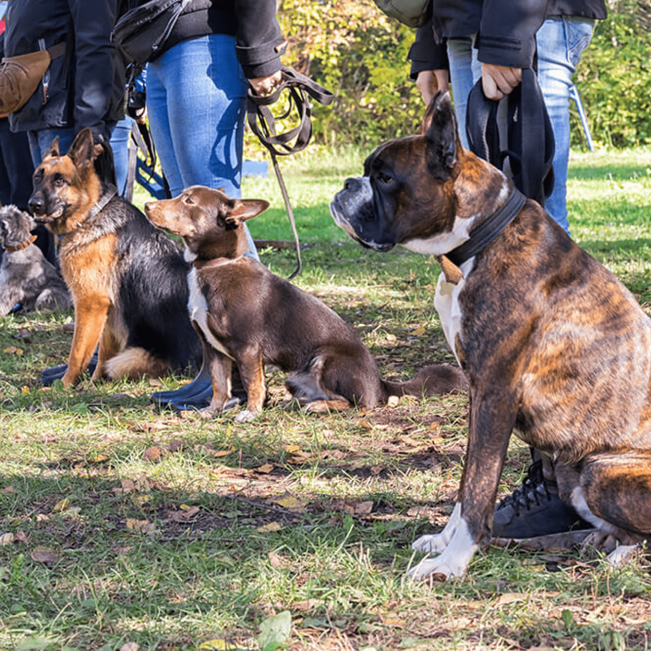 Group Dog Training - Premium Package