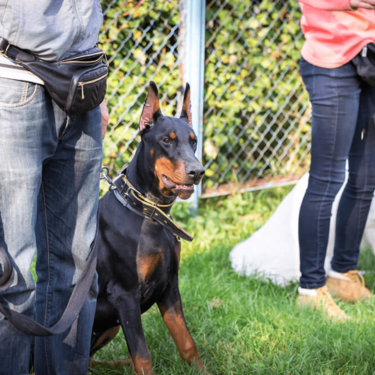 Semi-Private Dog Training - Premium Package