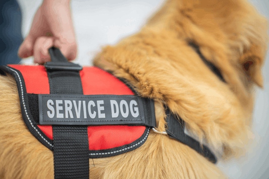 How to Appropriately and Legally Advocate for Yourself and Your ADA Service Dog
