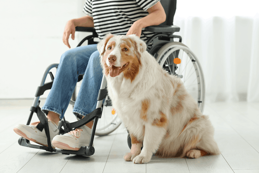 ADA Service Dogs: Rights, Training, and Government Resources