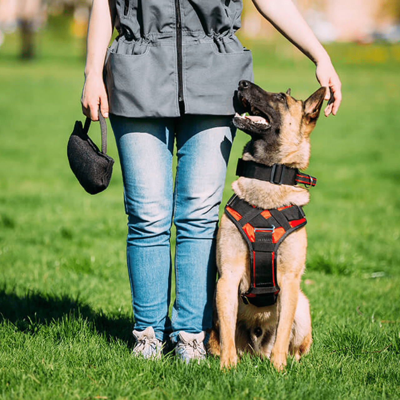 Dog Obedience Training