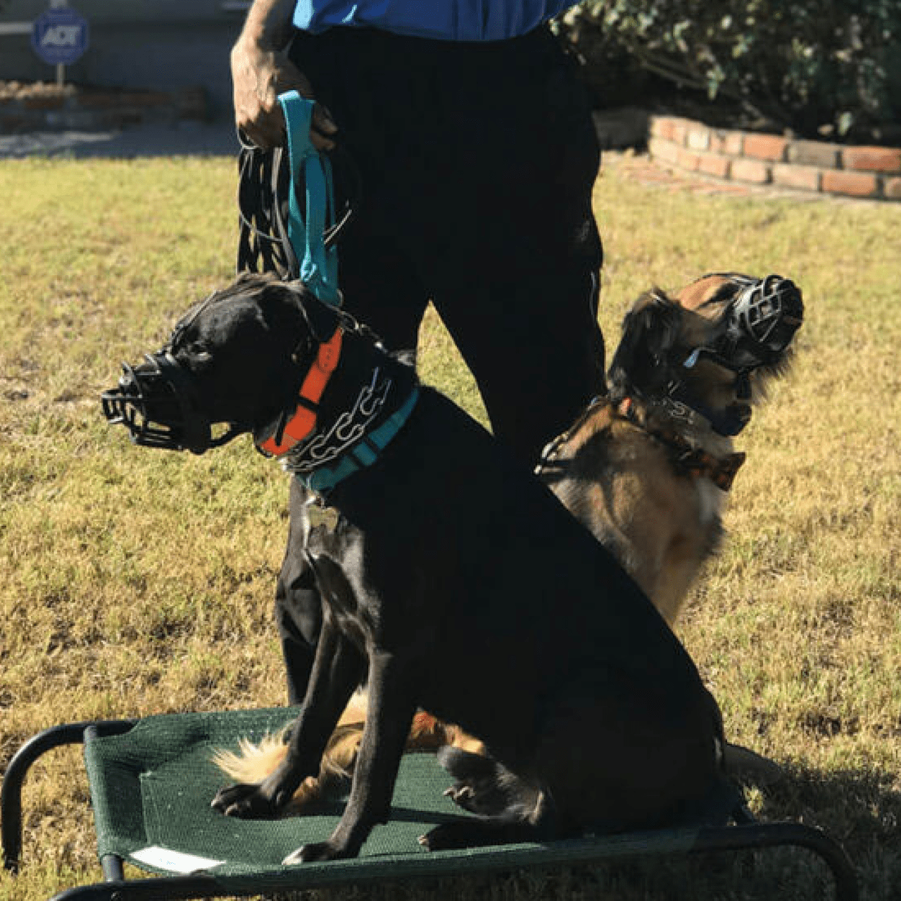 Aggression & Behavior Modification - Premium Package – K9-INDIGO