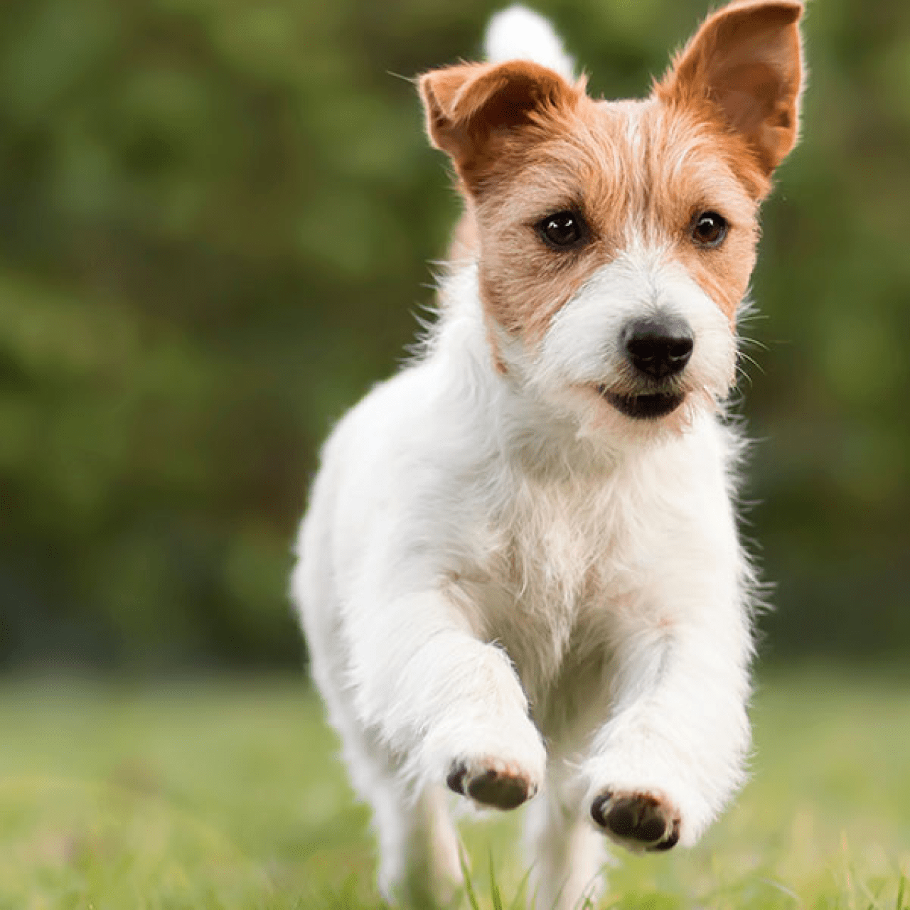 Rescue Dog Training - Canine Fundamentals